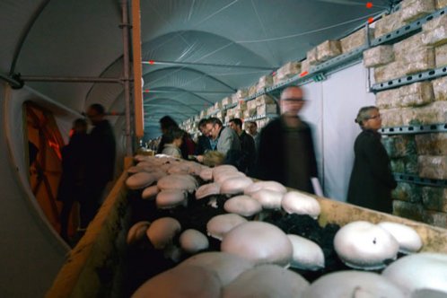 cultiver des champignons hallucinogenes